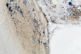 Professional Mold Inspection in Red Lake Falls, MN